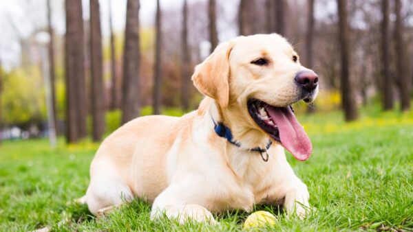 Pourquoi le labrador retriever est-il le compagnon idéal pour votre famille ?