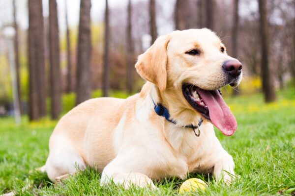 Pourquoi le labrador retriever est-il le compagnon idéal pour votre famille ?